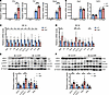 KLF9 regulates STAT1 expression in cardiac tissue post-MI.
