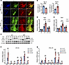 KLF9 regulates STAT1 signaling in macrophages.