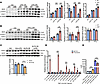 KLF9 regulates macrophage inflammatory response by binding to the Stat1 pro