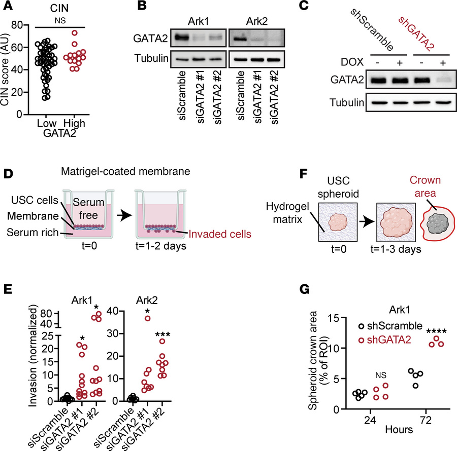 GATA2 depletion promotes invasion in patient-derived USC cell lines.
(A)...