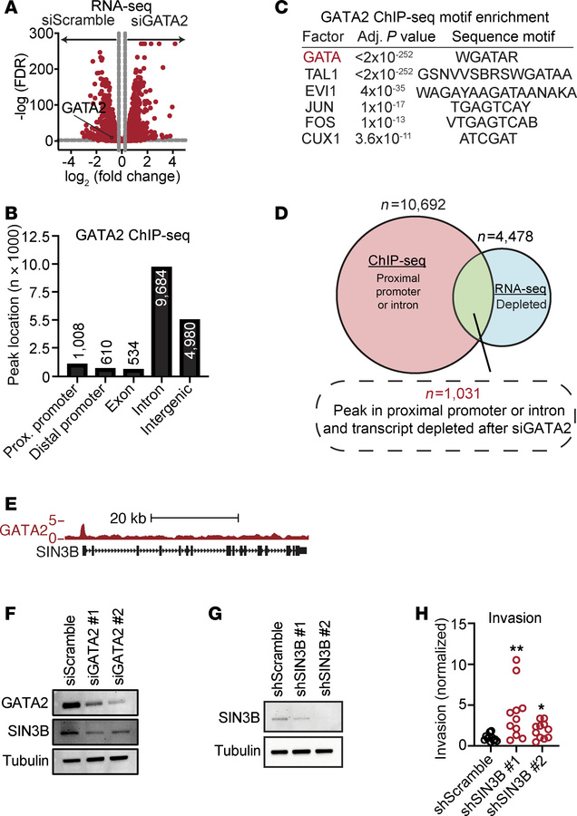 GATA2 multi-omics identifies SIN3B as a GATA2 target that regulates USC ...