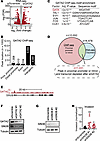GATA2 multi-omics identifies SIN3B as a GATA2 target that regulates USC inv