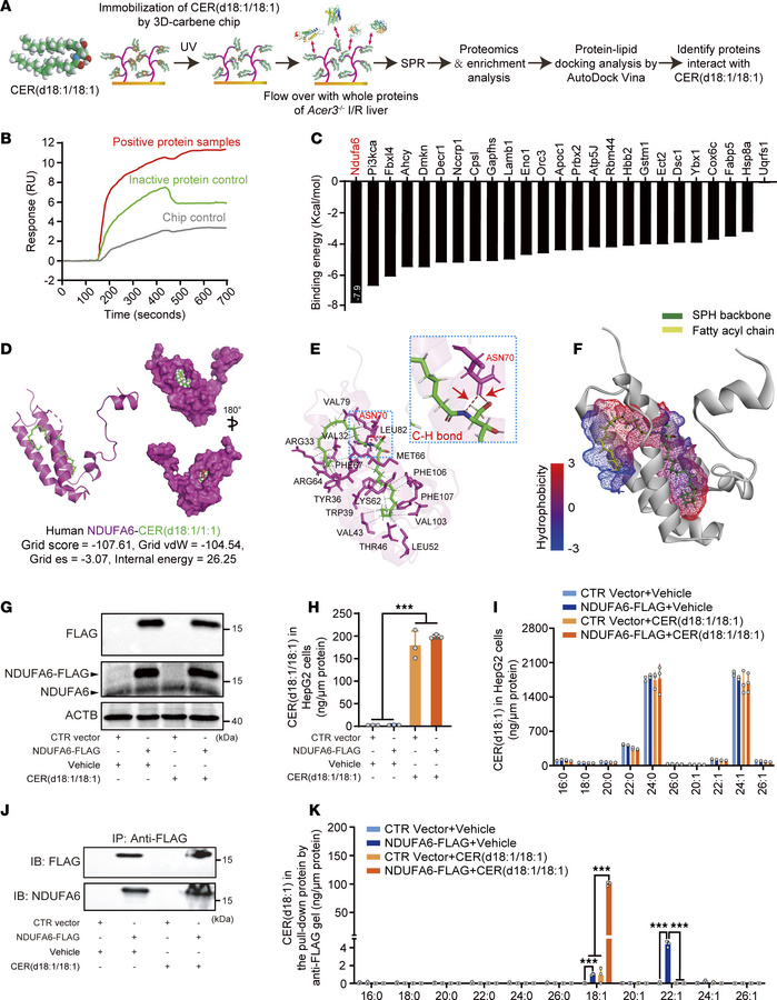 CER(d18:1/18:1) interacts with RC-I subunit NDUFA6.
(A) Schematic of the...
