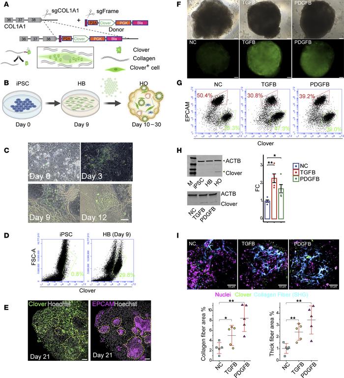Generation of the COL1A1-P2A-Clover iPSC line used to monitor hepatic fi...