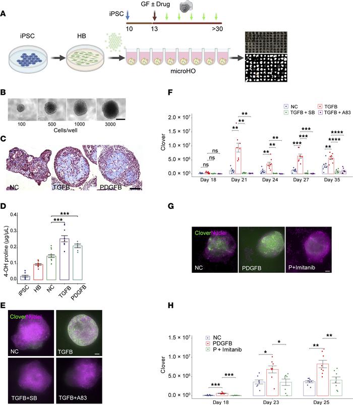 Establishment of a high-content imaging platform for antifibrotic drug s...