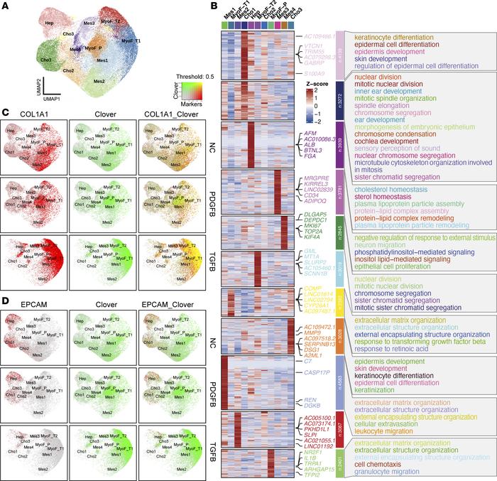 scRNA-Seq profiles microHOs and reveals the Clover+ population represent...
