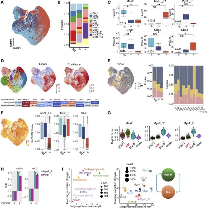 PDGFB- and TGFB-induced cellular composition changes in mesenchymal and ...