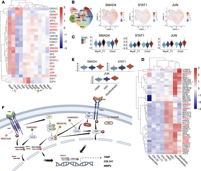 The TFs activated in fibrotic microHOs and in fibrotic human liver.
(A) ...