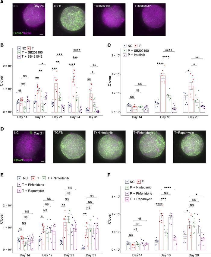 A p38 MAPK inhibitor targets both TGFB and PDGFB pathways.
(A–C) TGFB- o...