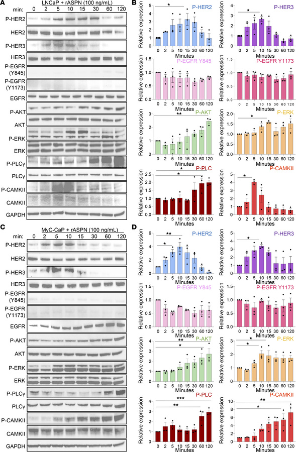 ASPN induces HER2/HER3 signaling in prostate cancer cells.
(A and B) LNC...