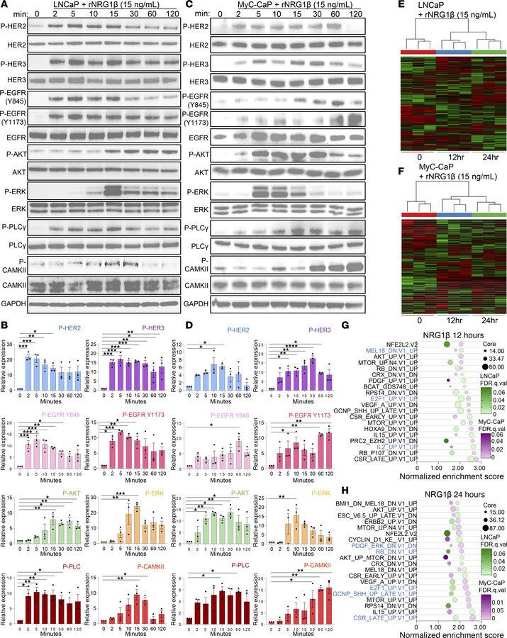 ASPN-induced signaling overlaps but is distinct from NRG1β, a HER3 ligan...