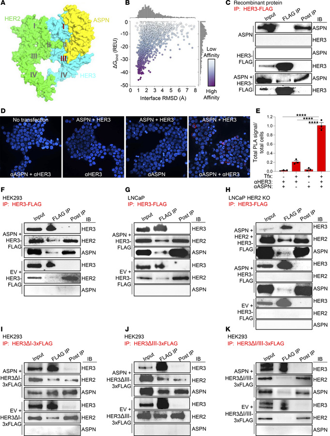 ASPN binds to the ligand binding domain of HER3.
(A) Rosetta local docki...
