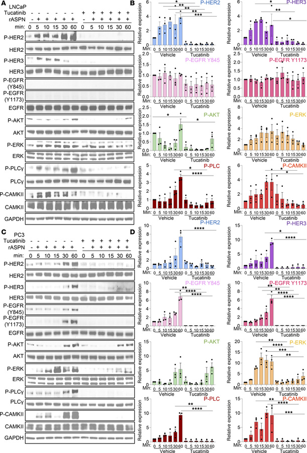 Tucatinib, a small molecule inhibitor of HER2, restricts ASPN-induced si...