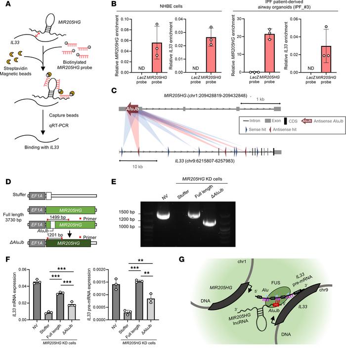 
AluJb element of MIR205HG regulates IL33 expression.
(A) Workflow of Ch...