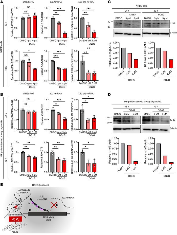 Small molecule DQzG targets the AluJb element of MIR205HG and reduces IL...