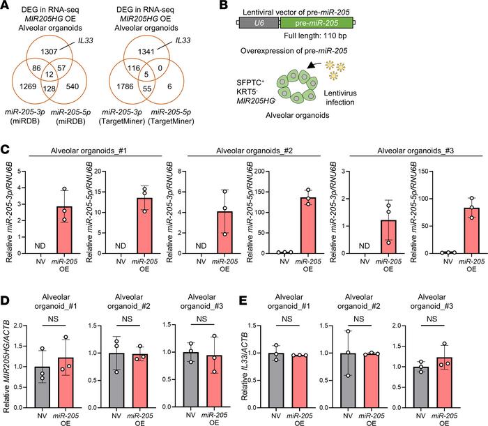 Overexpression of pre–miR-205 does not upregulate IL33 mRNA in alveolar ...