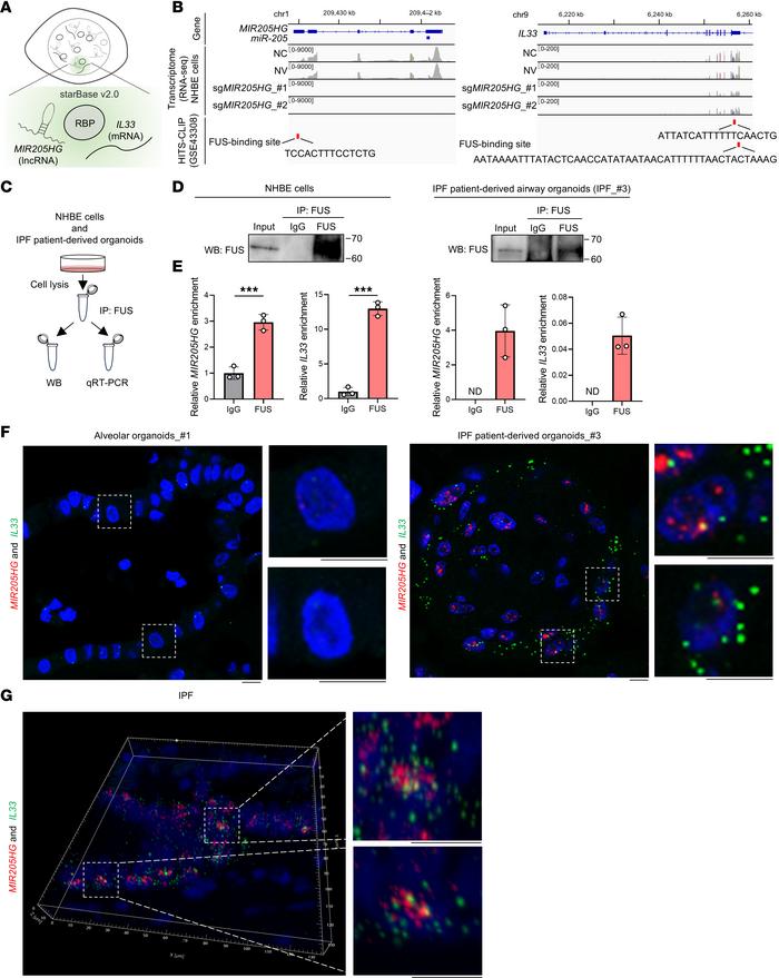
MIR205HG and IL33 mRNA binds to fused in sarcoma RBP in NHBE cells and ...