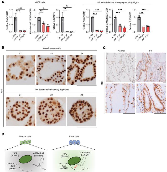 Knockdown of FUS protein reduces expression of MIR205HG and IL33 mRNA.
(...