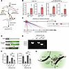 AluJb element of MIR205HG regulates IL33 expression.