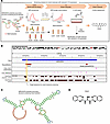 Screening of small molecules that reduce IL-33 expression by targeting the