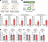 Overexpression of pre–miR-205 does not upregulate IL33 mRNA in alveolar org