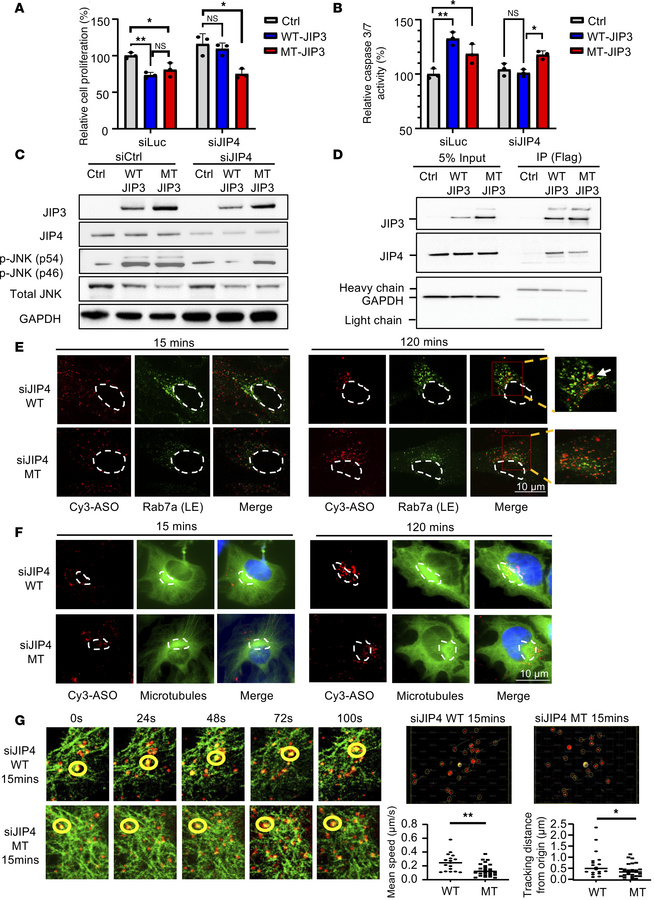 MT-JIP3 induces JNK signaling and disrupts cargo-laden LE mobility, ther...