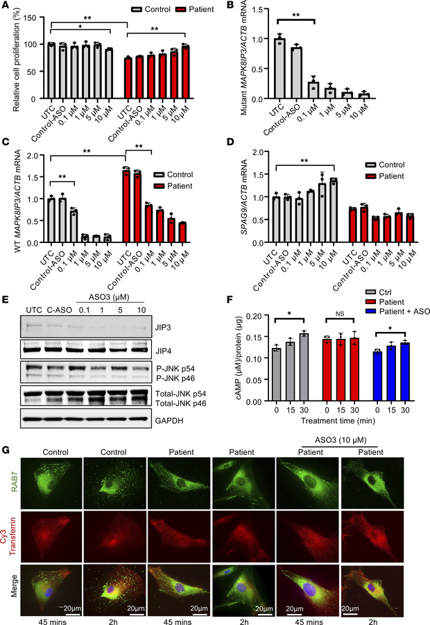 Non-allele-selective PS-ASOs rescue patient fibroblasts from MT-JIP3–ind...