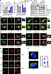 MT-JIP3 induces JNK signaling and disrupts cargo endosome mobility, thereby