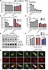 Non-allele-selective PS-ASOs rescue patient fibroblasts from MT-JIP3–induce