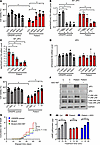 Non-allele-selective PS-ASOs rescue patient iPSC–derived neurons from MT-JI
