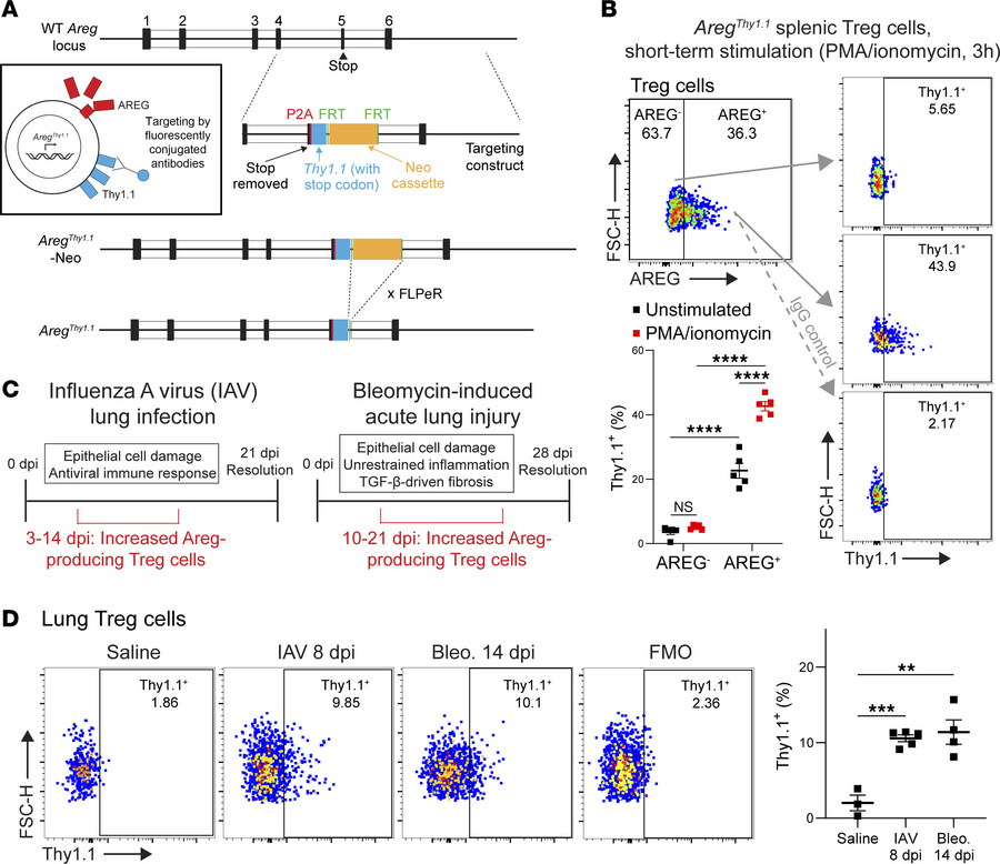 The AregThy1.1 reporter mouse delineates active Areg production from Tre...