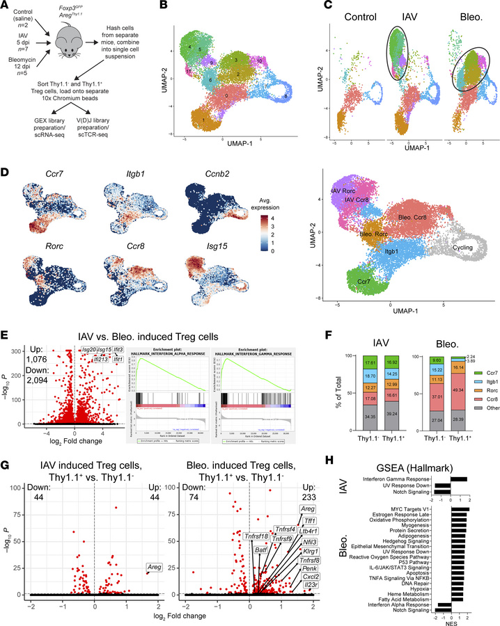 scRNA-Seq of Areg-producing and non-Areg-producing lung Tregs from IAV- ...