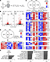 Bulk RNA-Seq of Areg-producing and non-Areg-producing lung Tregs from IAV-
