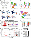 scRNA-Seq of Areg-producing and non-Areg-producing lung Tregs from IAV- or