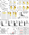 scTCR-Seq of Areg-producing and non-Areg-producing lung Tregs from IAV- or