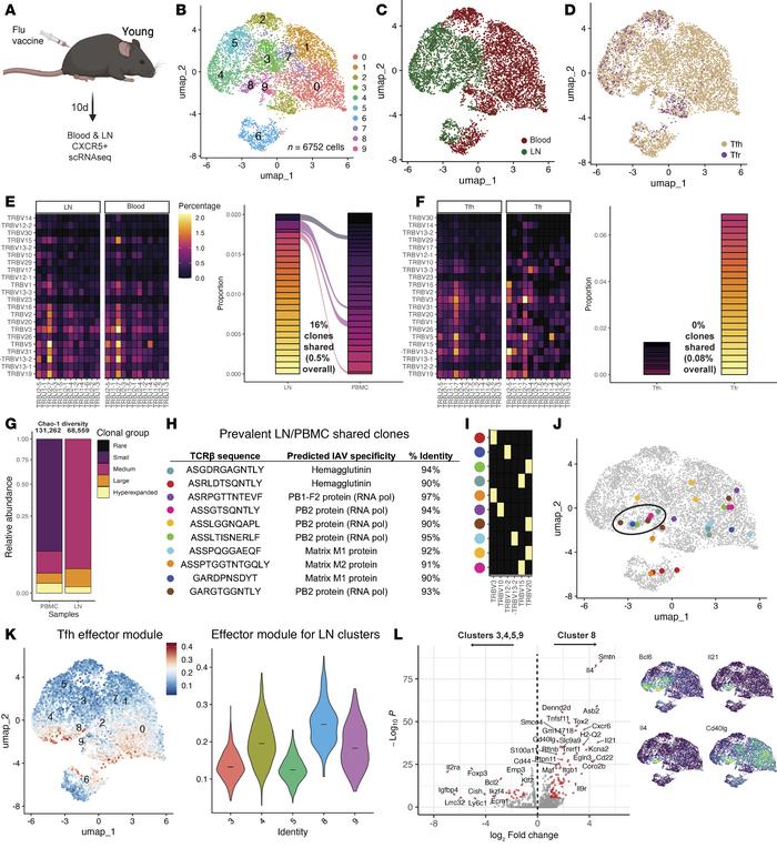 Expansion and clonal overlap of murine Tfh cells from LNs and blood afte...