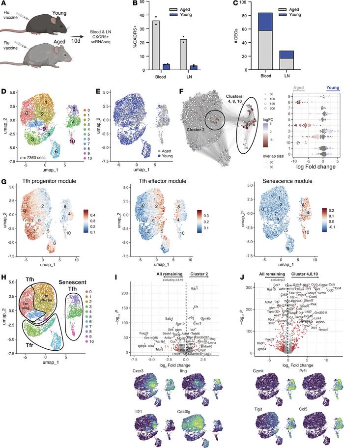 Tfh cells from aged mice have rewired progressive differentiation culmin...