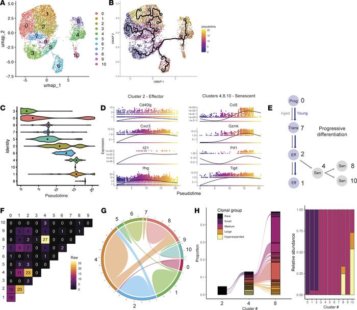 Clonal origins of age-rewired Tfh cells in mice.
(A and B) UMAP of n = 7...