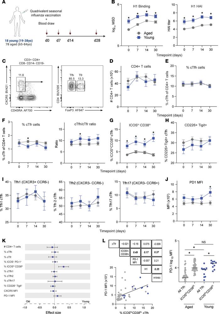 Defective neutralizing antibody and ICOShiCD38hi Tfh cells in older huma...