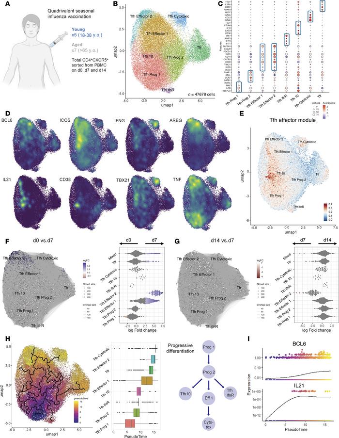 Human Tfh cells undergo progressive differentiation after influenza vacc...