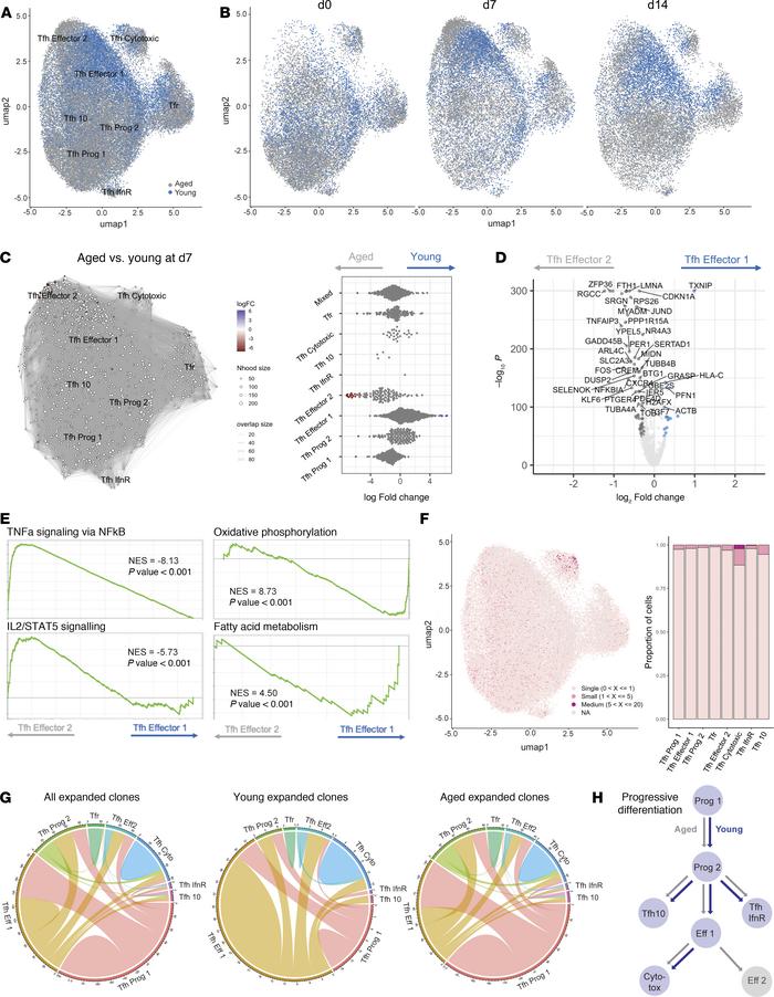 Tfh cells from older individuals undergo transcriptional rewiring during...
