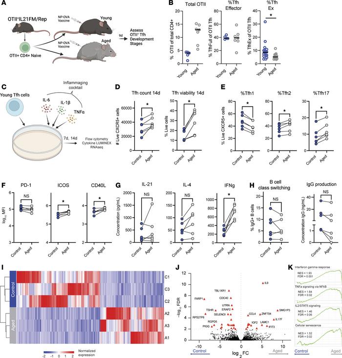 The inflammaging microenvironment rewires Tfh cell differentiation to a ...
