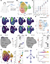 Human Tfh cells undergo progressive differentiation after influenza vaccina