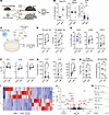 The inflammaging microenvironment rewires Tfh cell differentiation to a hyp