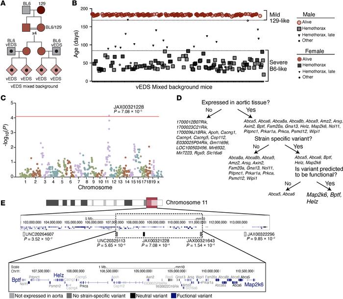 A single locus on distal chromosome 11 associates with protection from d...