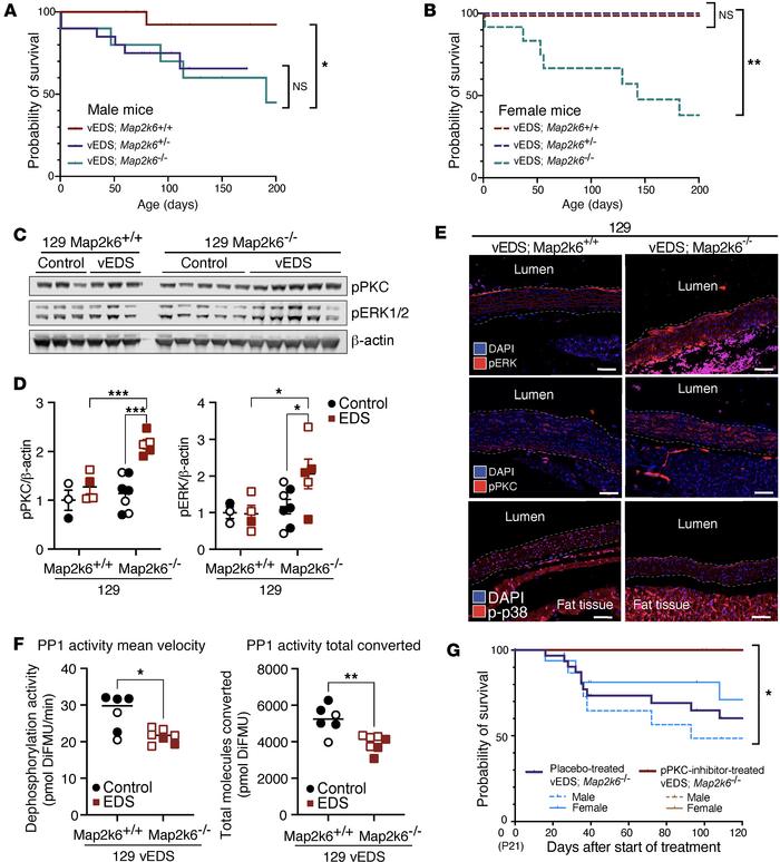 Map2k6 exerts a protective effect against death by aortic rupture in vED...