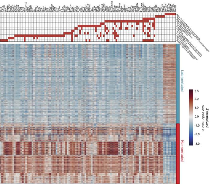 Gene expression changes in cerebral endothelial cells following LIPU/MB-...
