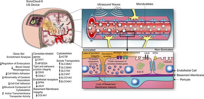 Illustration of transcriptional and structural consequences of ultrasoun...