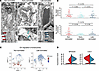 Ultrasound-mediated BBB disruption alters cerebral endothelial caveolar pit