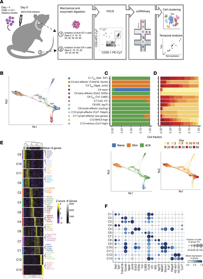scRNA-seq of dLN and skin T cells in a viral infection model over time.
...